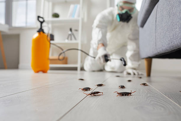 Commercial Rodent Management in Nash
